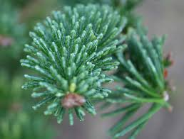 pictures white spruce trees