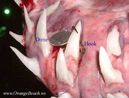 large shark pictures