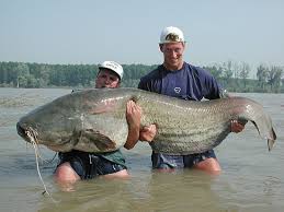 largest catfish pictures