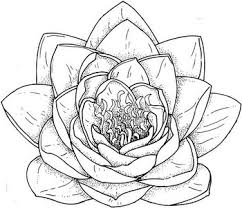 drawing flowers