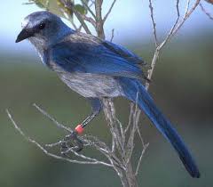 bird species pictures