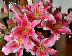 pink tiger lilies