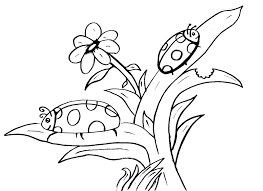 lady bug coloring sheets