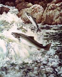 salmon_infresh water