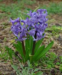 http://t2.gstatic.com/images?q=tbn:ZcsGuaTeTQKLrM%3Ahttp://www.gzoland.com/alimentation/plante-toxique/hyacinthe.jpg