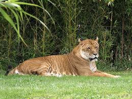 tigon pictures