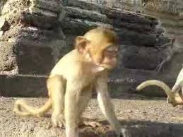 real monkey pictures