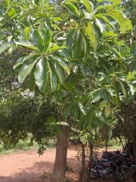 Alstonia scholaris (Japanese Pagoda Tree)