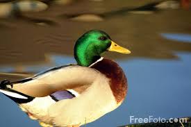 picture of a duck