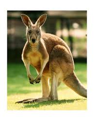 kangaroo