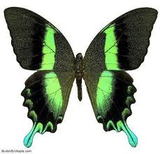 green swallowtail butterfly