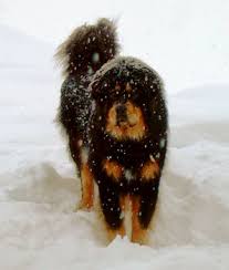 old male Tibetan Mastiff