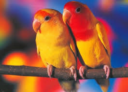 love parrots
