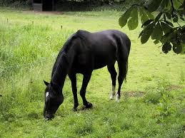 http://t2.gstatic.com/images?q=tbn:_4KeN2ksdl1_xM:http://pix.alaporte.net/pub/d/304-1/Cheval%2BNoir.JPG