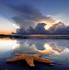 starfish