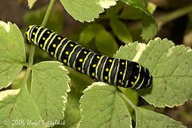 black swallowtail caterpillar