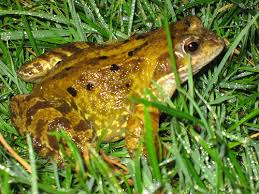 frogs toad pictures