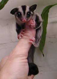 sugar gliders