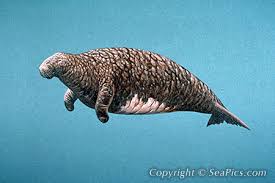 000829-450-Stellers-sea-cow.jpg