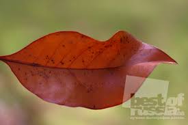 Просмотреть картинку полностью