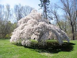 weeping higan cherry