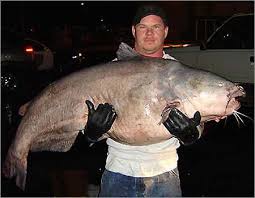 flathead catfish pictures