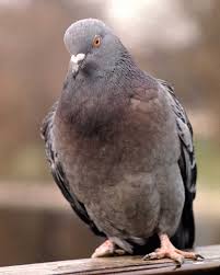 pigeon