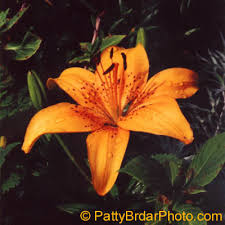 orange daylily