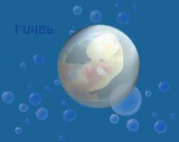 Feto