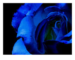 blue rose