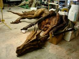 real dragon photo