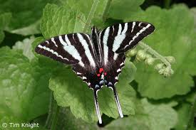 zebra swallowtail caterpillar