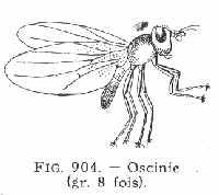 Insecticide sur céréales 1921oscinie