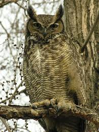 large owl pictures