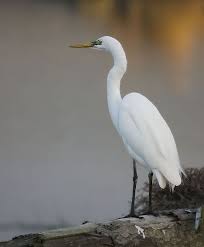 great white heron