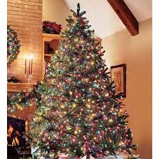 pictures douglas fir trees
