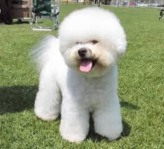 bichon
