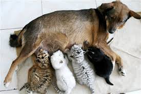 animal tigers
