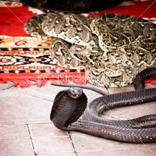 python snake