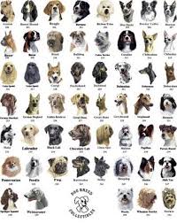 dog breeds pictures