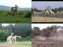 性闘争（メスの獲得を巡る、オス同士の闘い）の本能／キリン