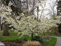 weeping higan cherry
