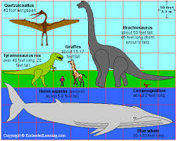 largest whale pictures