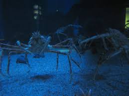 japanese spider crab