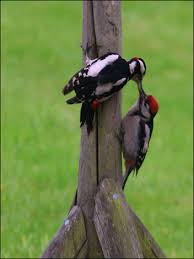 pictures woodpeckers