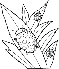lady bug coloring sheets