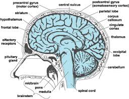 human brain