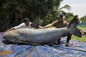 giant fish pictures
