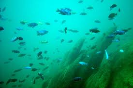 underwaterscene.jpg