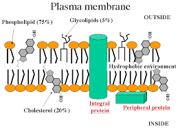 membrane